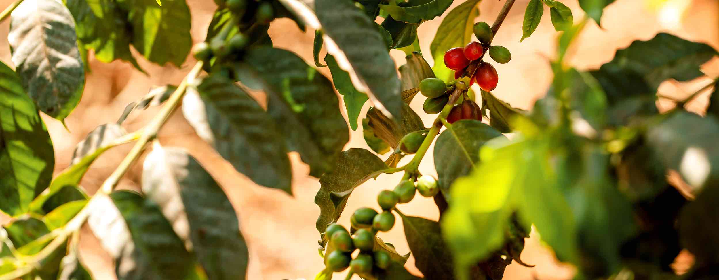 Servicoff Limited- Coffee Farming News