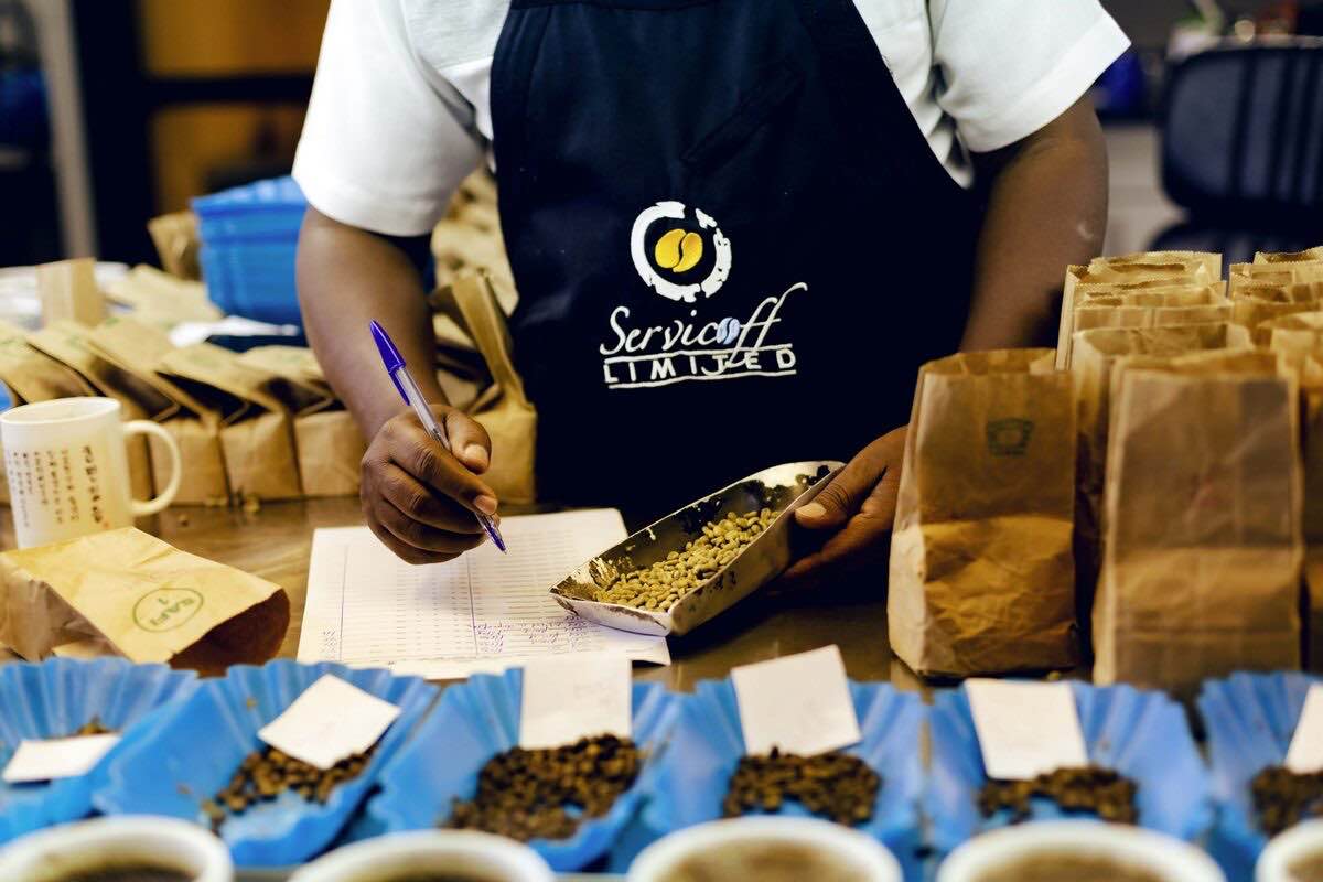 Coffee enthusiasts know that sourcing the finest beans from different regions is the foundation of crafting exceptional blends. At Servicoff Limited, we take pride in our commitment to sourcing high-quality coffee beans from various regions in Kenya