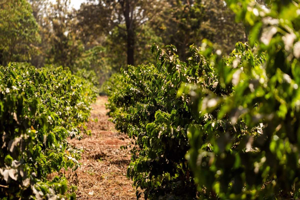 Introduction : Harnessing the Power of Dual Irrigation Methods at Nchengo Estate In the realm of coffee farming, precision and care are not just virtues but the cornerstones of producing exceptional beans. At Servicoff Limited, we understand the significance of nurturing every coffee cherry to perfection. One of the methods that sets us apart and drives the quality of our coffee is by embracing the dynamic combination of basin irrigation and overhead irrigation.