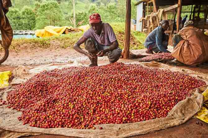 Servicoff Limited - Leading Kenya Coffee Exporters