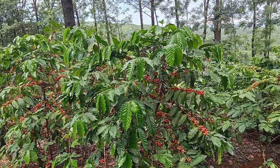 Great improvements on our Thangatha Farm with our coffee cherries starting to take shape. High spirits all around and we can't wait to start producing soon . At Servicoff we ensure we deliver the finest blends of Coffee for exports. Our process; PROCESSING METHODS Converting coffee cherries into quality coffee beans requires extensive and delicate processing. The techniques and methods vary based on several factors including location, climate and even season. With each specific method determining the quality of coffee produced.