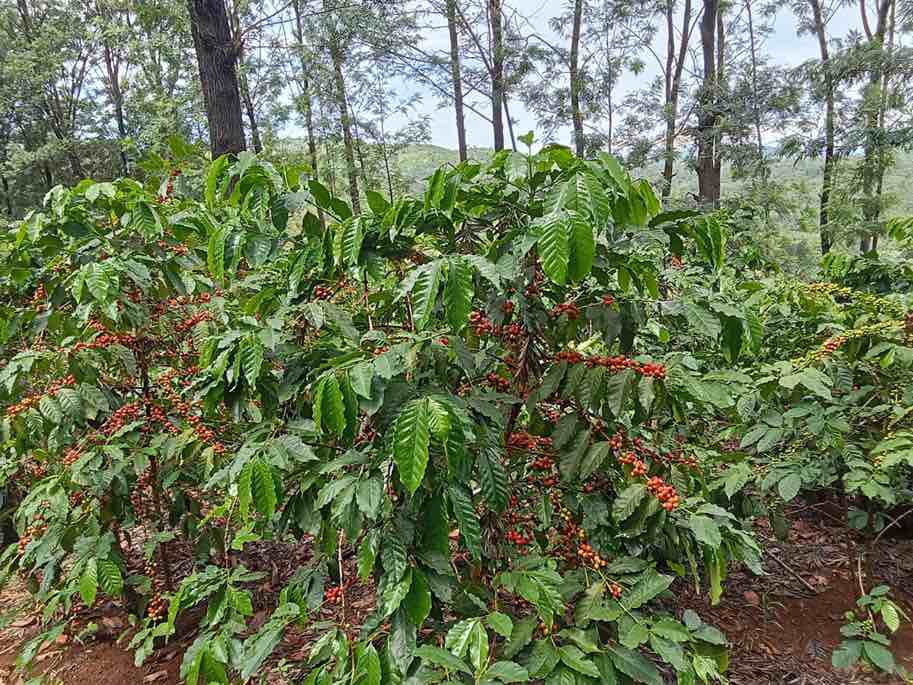 Great improvements on our Thangatha Farm with our coffee cherries starting to take shape. High spirits all around and we can't wait to start producing soon . At Servicoff we ensure we deliver the finest blends of Coffee for exports. Our process; PROCESSING METHODS Converting coffee cherries into quality coffee beans requires extensive and delicate processing. The techniques and methods vary based on several factors including location, climate and even season. With each specific method determining the quality of coffee produced.