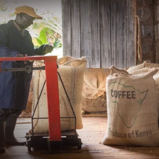 Introduction :The Coffee Conundrum: Will Arabica and Robusta Ever Reach Price Parity? The world of coffee is in the midst of a brewing transformation, and the spotlight is on the age-old battle between Arabica and Robusta. Robusta coffee prices hit a 28-year high in June 2023, driven by increased demand and a series of supply issues. In this blog, we'll delve into the current dynamics of the coffee market, explore the factors influencing the prices of these two coffee varieties, and contemplate whether they will ever reach price parity.