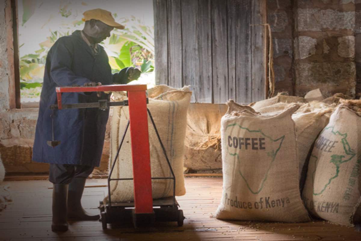 Introduction :The Coffee Conundrum: Will Arabica and Robusta Ever Reach Price Parity? The world of coffee is in the midst of a brewing transformation, and the spotlight is on the age-old battle between Arabica and Robusta. Robusta coffee prices hit a 28-year high in June 2023, driven by increased demand and a series of supply issues. In this blog, we'll delve into the current dynamics of the coffee market, explore the factors influencing the prices of these two coffee varieties, and contemplate whether they will ever reach price parity.