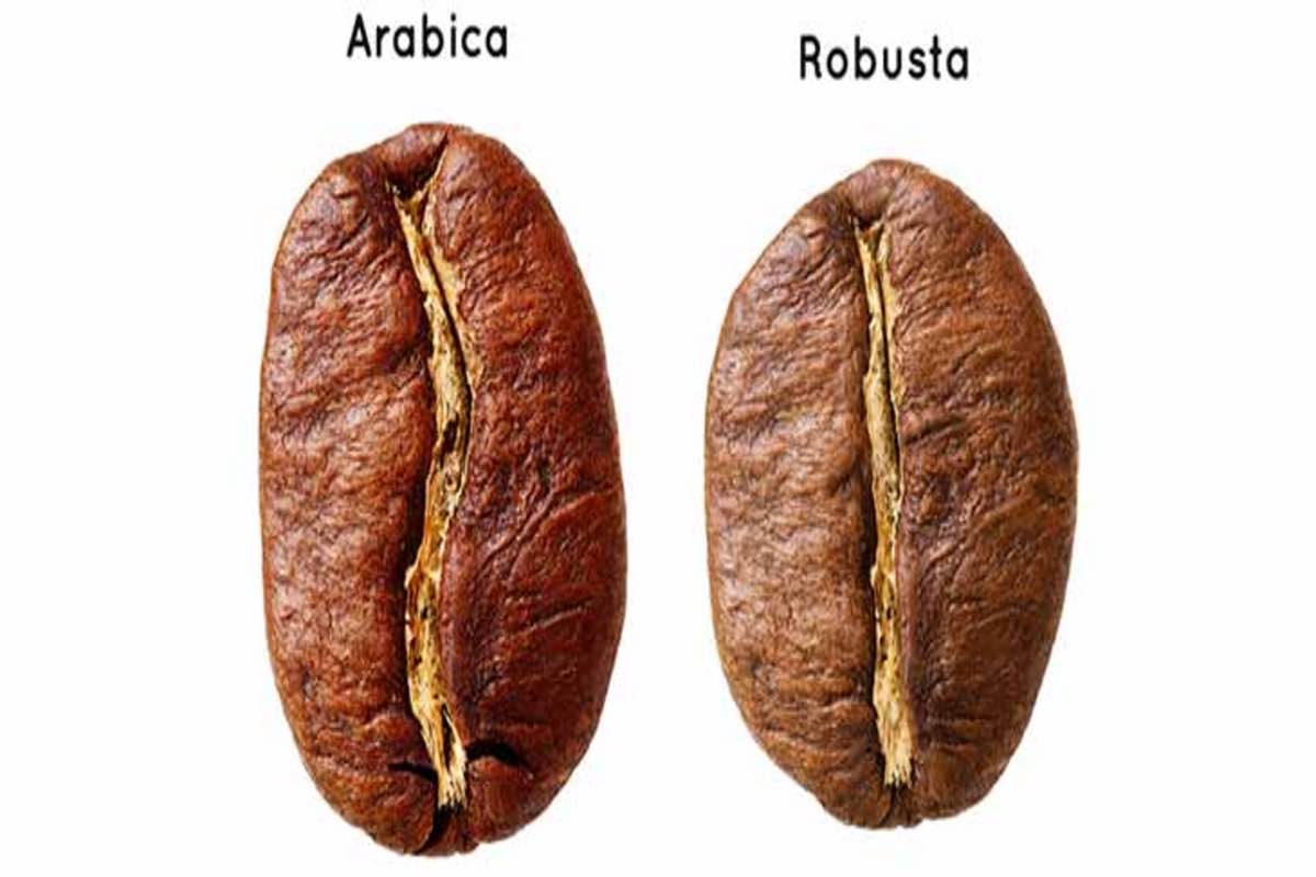 Servicoff Limited - Arabica Vs Robusta