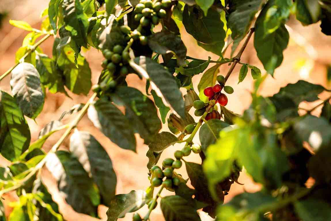 Batian Characteristics  Batian is an interesting variety. Because it combines the best of both worlds. It is resistant to CBD and CLR. - Major diseases are Coffee Leaf Rust (CLR), Hemileia vastatrix; Coffee Berry Disease (CBD), Colletotrichum kahawae Provides farmers a high yield; with a plant density of 1900 trees per hectare. The ripening of cherries is much quicker than the traditional varieties. The bean size is bigger than other Kenyan varieties. And the quality is high;  competing with the likes of SL28 and SL34. Batian was created via single-tree selections from fifth filial generations from the male parent of some Ruiru 11progenies. Batian is a composite variety, mixing three different pure line varieties. The varieties involved in the original crosses are: SL28, SL34, Rume Sudan, N39, K7), SL4 and the Timor Hybrid. Furthermore, the Batian holds the potential to become Kenya’s most wanted variety but it’s very sensitive to acidic soils.