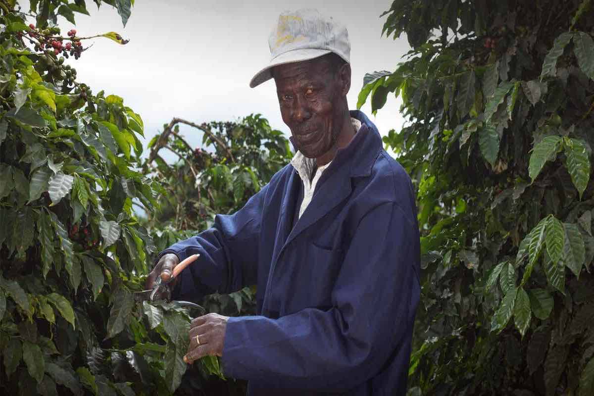 The success of coffee farming is often challenged by the relentless growth of weeds, which compete for nutrients, sunlight, and water, ultimately diminishing the yield and quality of coffee beans. Servicoff Limited understands the importance of efficient weed management in ensuring the prosperity of coffee farmers. In this comprehensive guide, we will delve into the key strategies and practices that coffee farmers can employ to combat weeds effectively and sustainably.