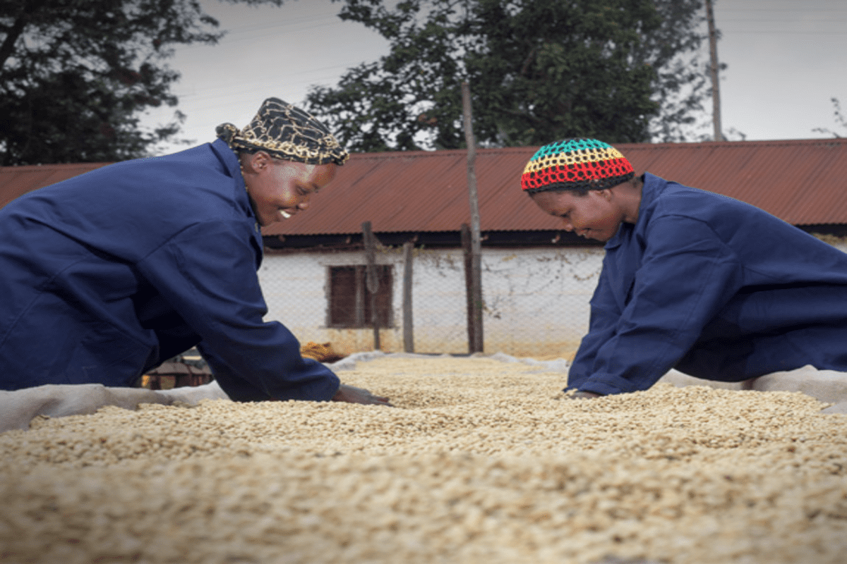 Understanding direct trade in the coffee industry: a closer look at how it ensures quality, fair pricing, and sustainability from farm to cup.