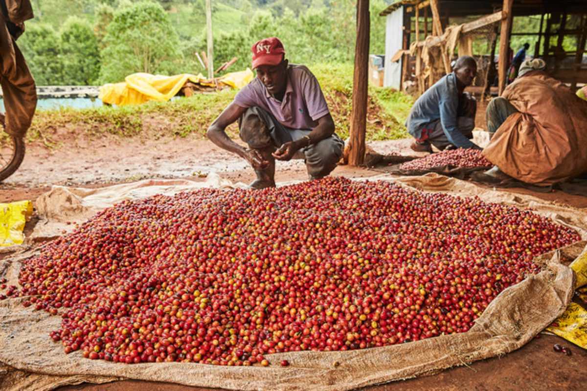 Introduction : Government of Kenya: Transforming Kenya's Coffee Sector and Breaking the Chains of Cartels. The aroma of Kenyan coffee is unmistakable, but for years, beneath its rich flavor, lay a complex web of challenges in the coffee industry. Coffee cartels, delayed payments, and a lack of transparency have long plagued the sector However, the Kenyan coffee sector, which has faced longstanding challenges, is on the cusp of a profound change, with comprehensive reforms that promise to breathe new life into the coffee industry.